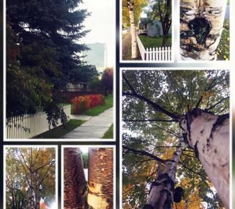 Апартаменты Birch Haven Анкоридж Экстерьер фото